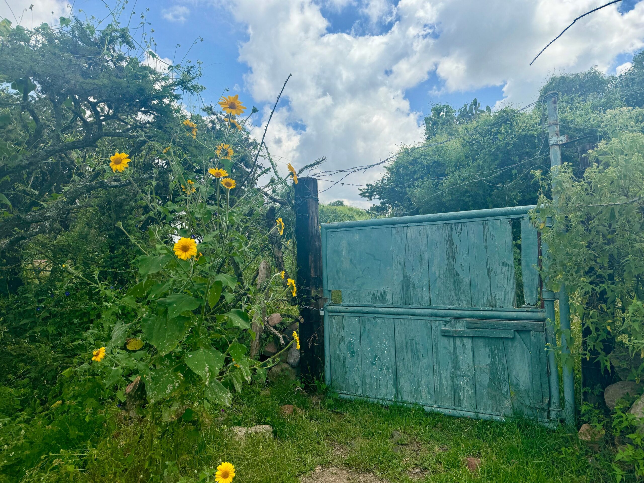 Antique garden gate with yellow flowers