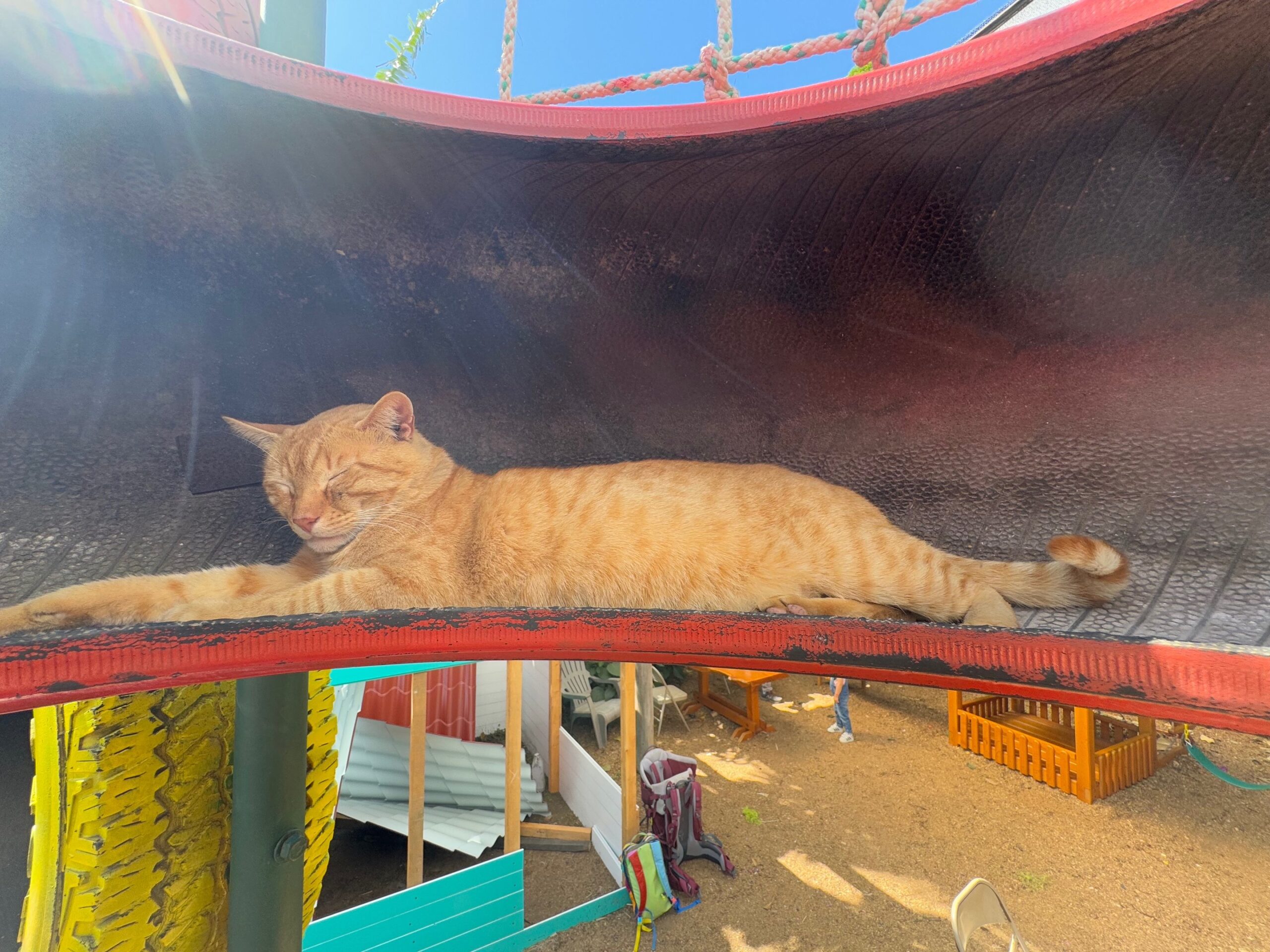 cat resting in a red tire