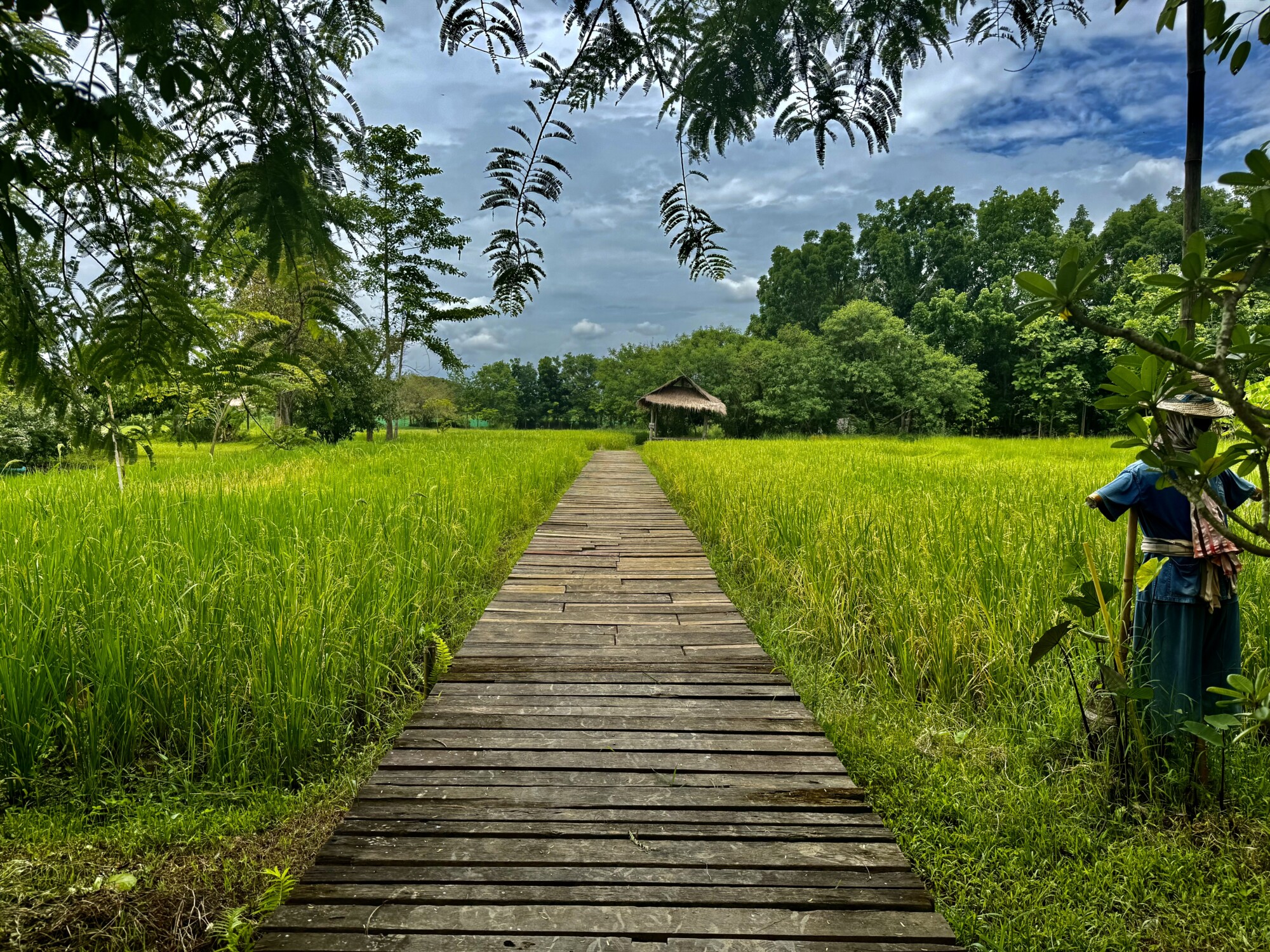 wooden walkway leading into a rice field
