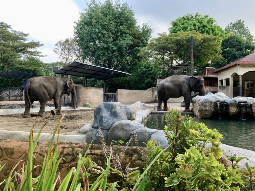 two Asian elephants in a zoo enclosure
