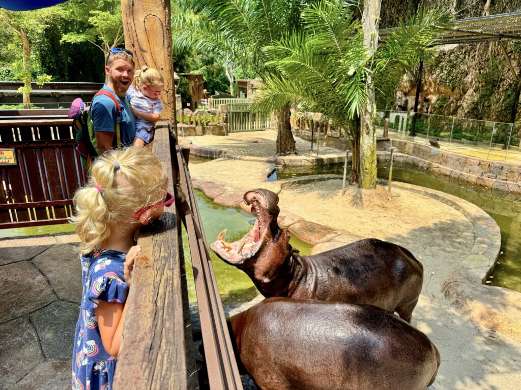 standing above hippos with a wide mouth open