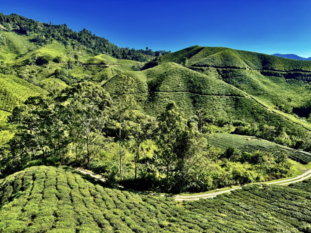 scenic view of a tea plantation with rolling hills