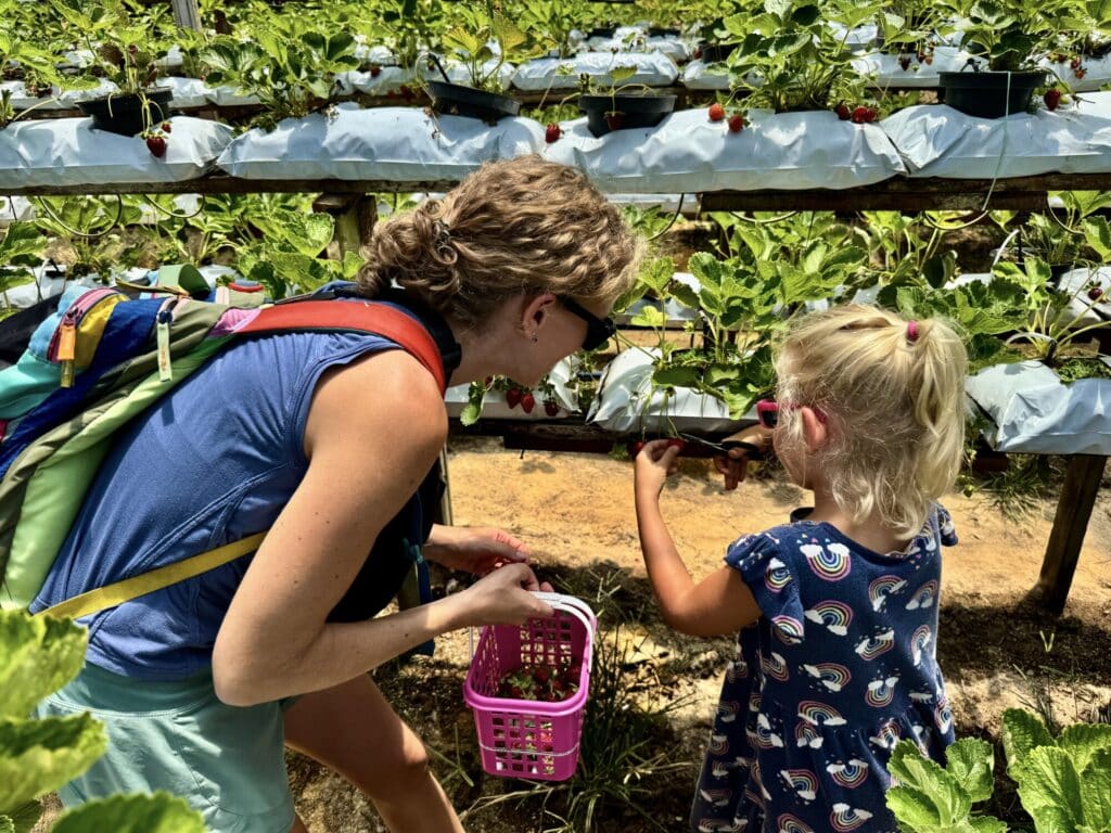 mother watching her daughter pick strawberries