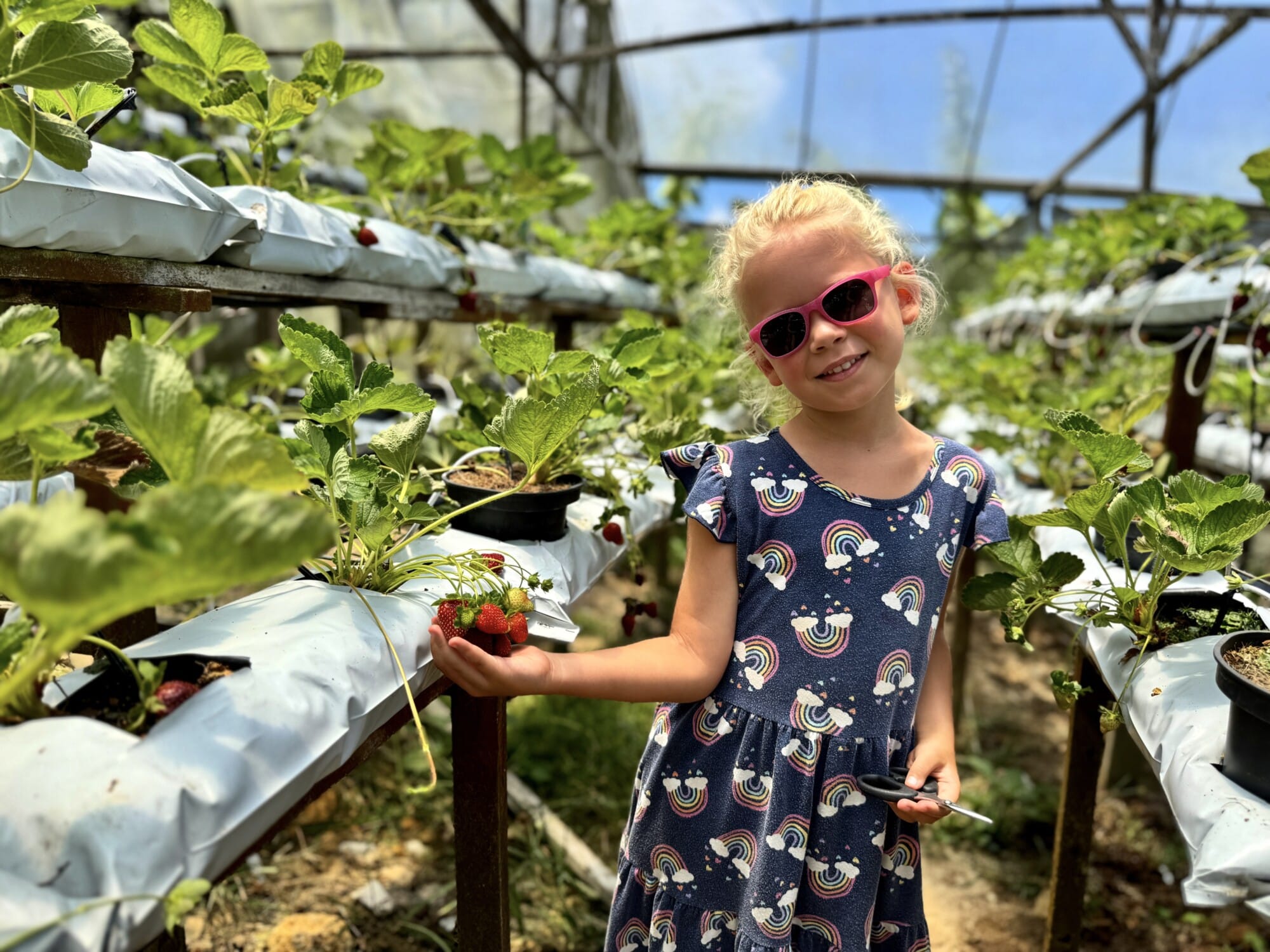 girl in a strawberry farm holding a bunch of strawberries