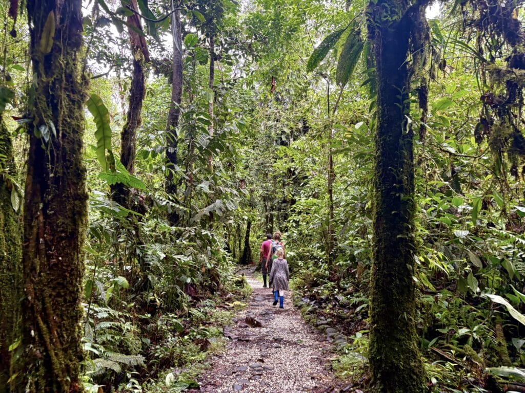 people walking on a trail in a luscious jungle