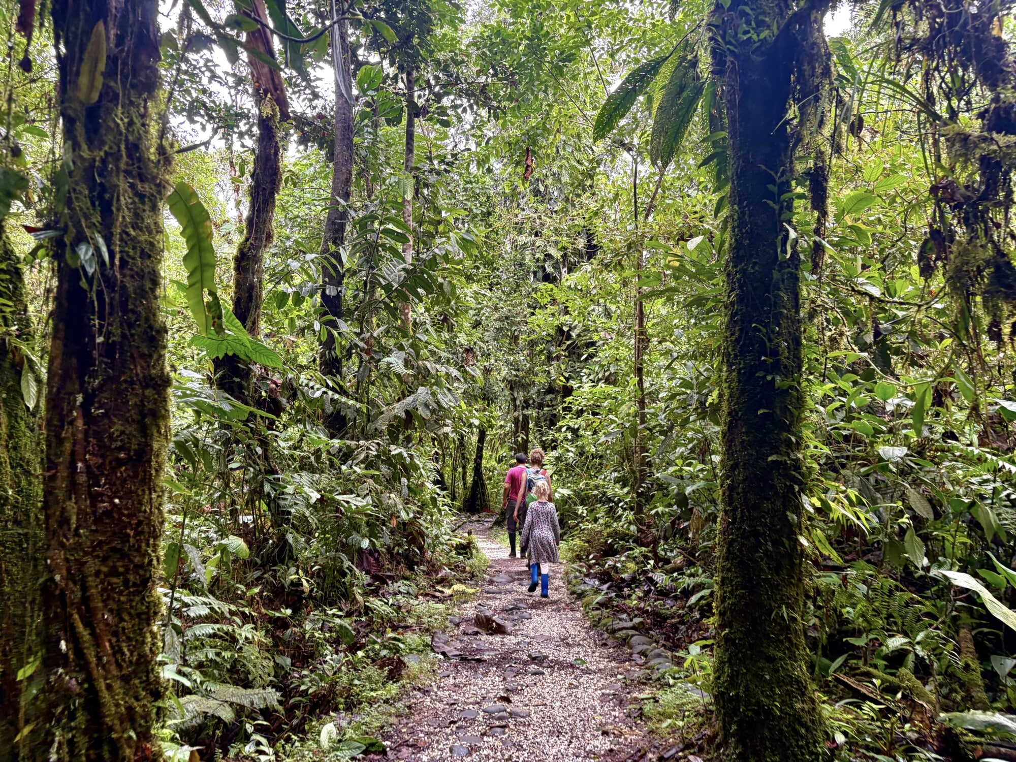 people walking on a trail in a luscious jungle