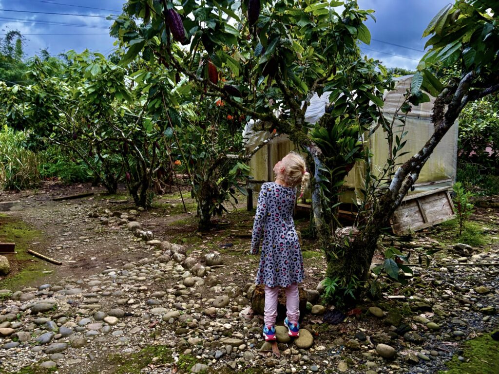a girl looking up at a cacao tree
