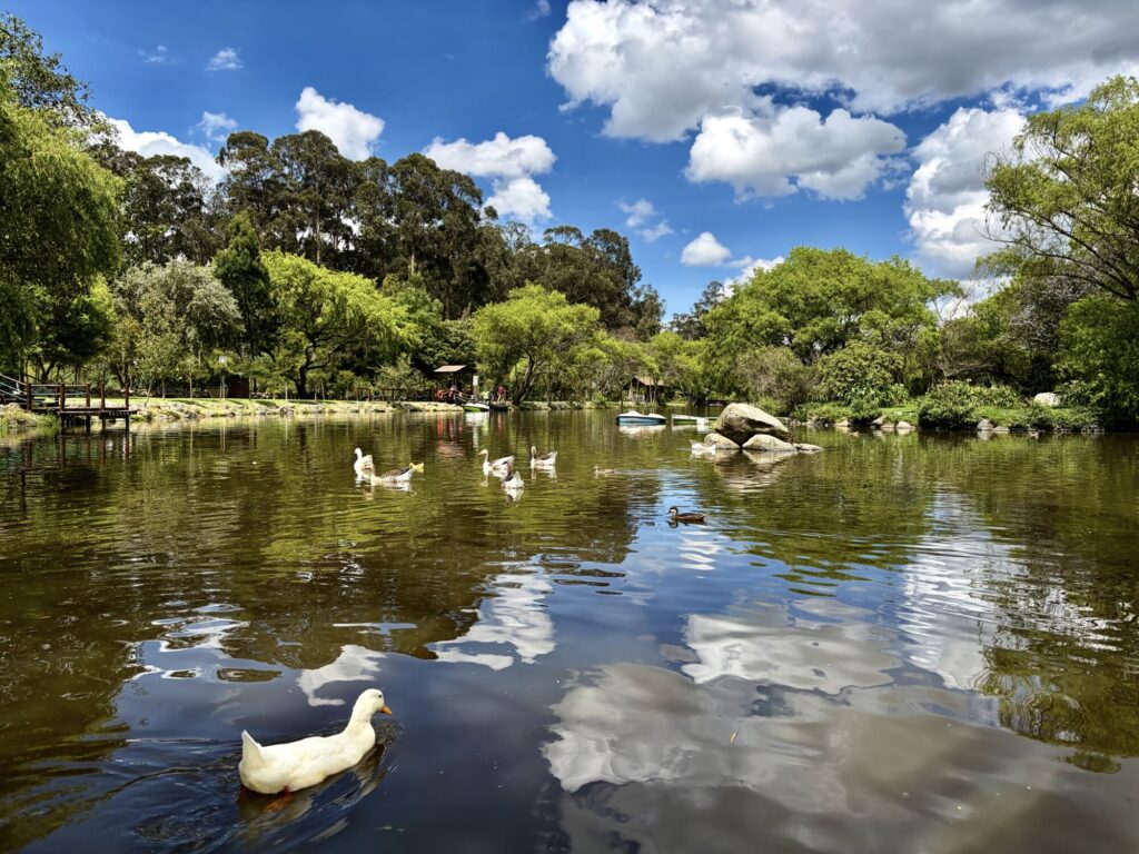 ducks swimming on a pond