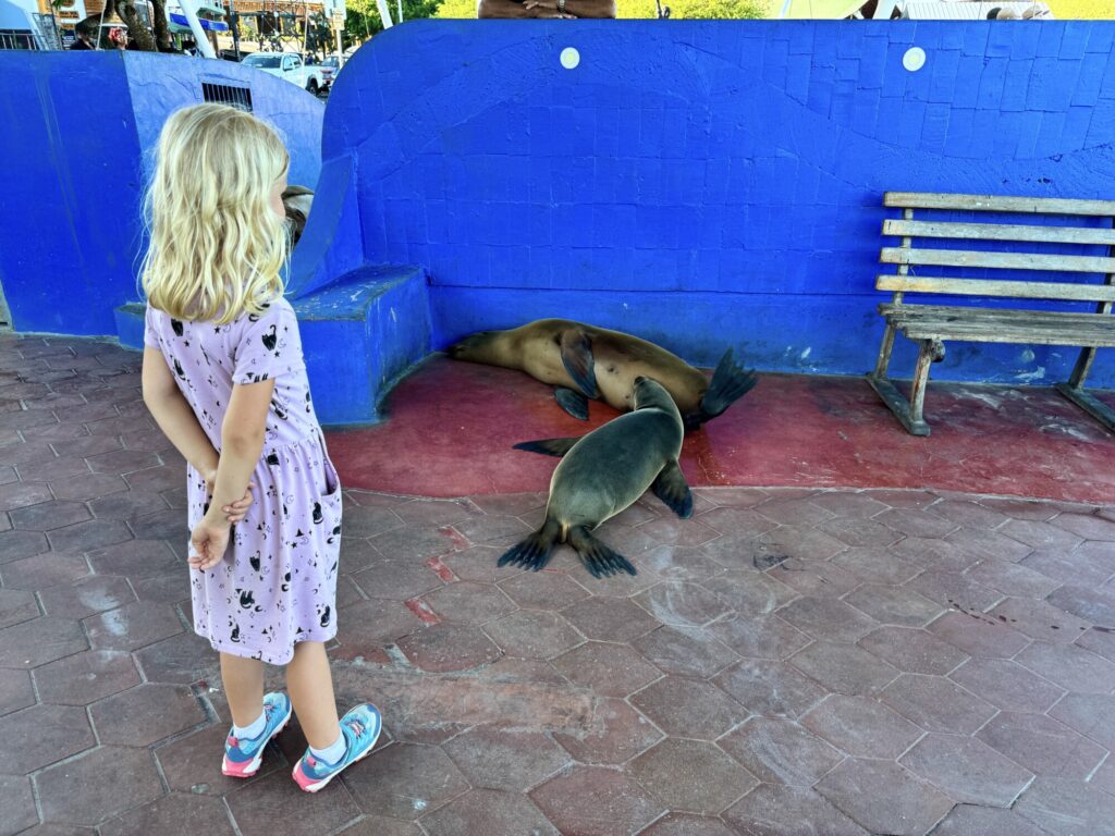 girl looking at a sea lion pup nursing