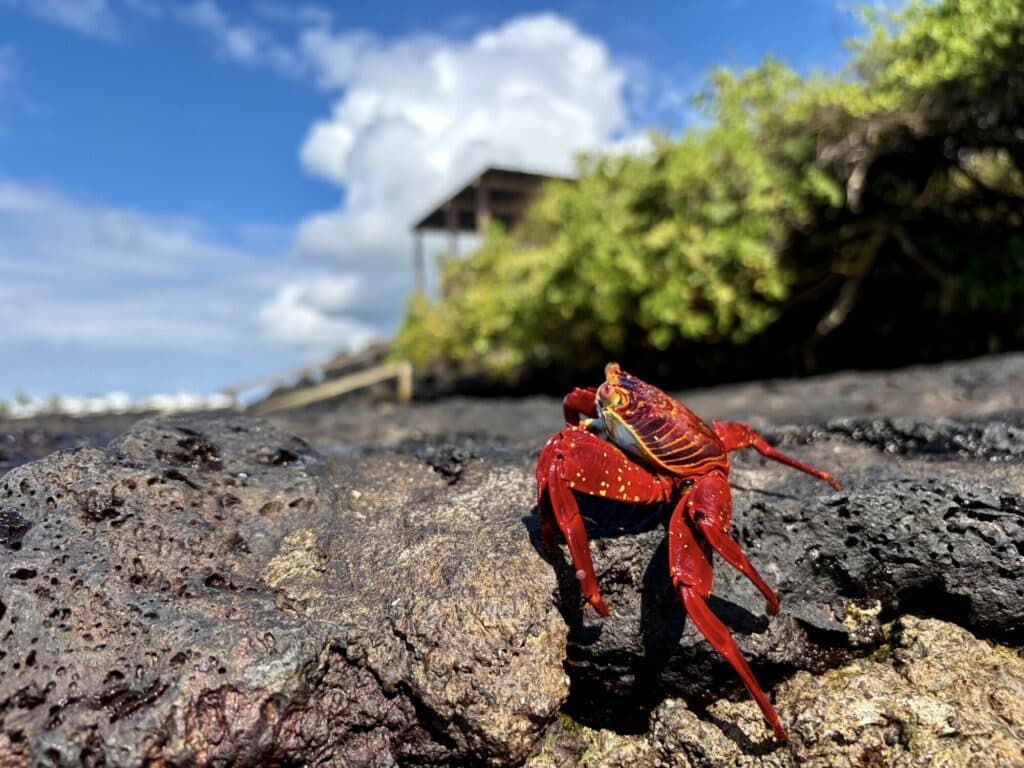 bright red crab with yellow and orange accents crawling on volcanic rock