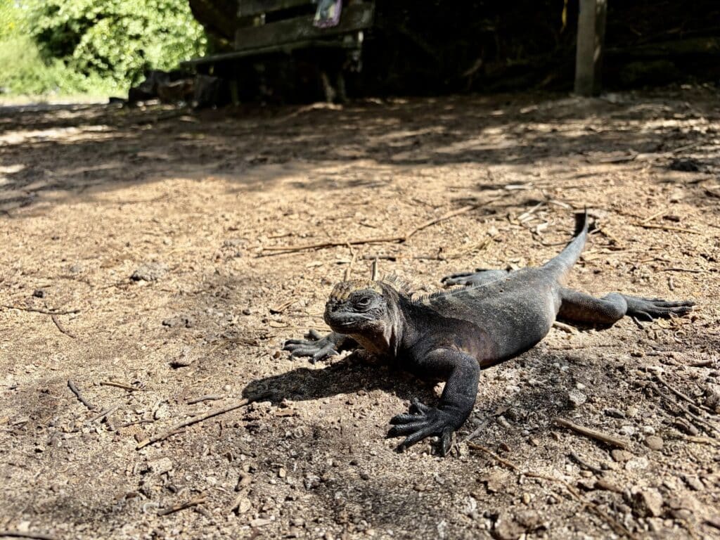 a marine iguana on land