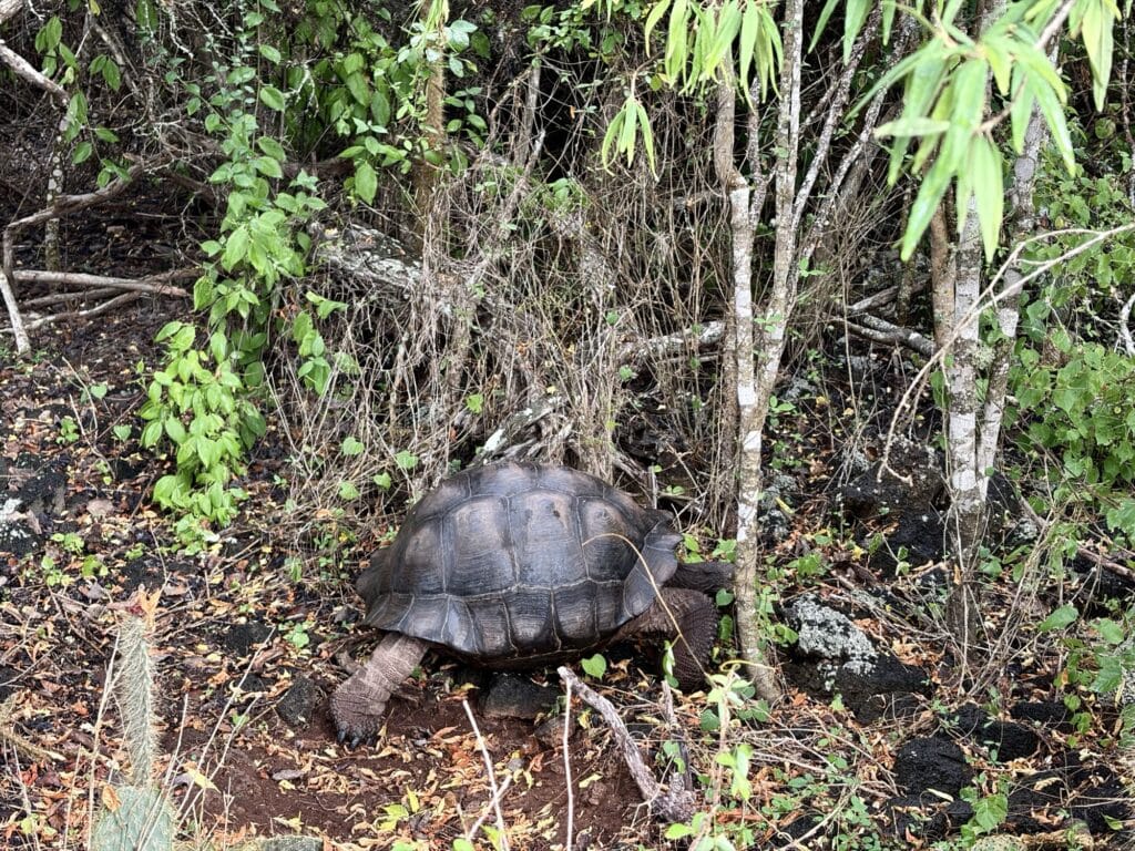 a Galapagos giant tortoise walking in brush