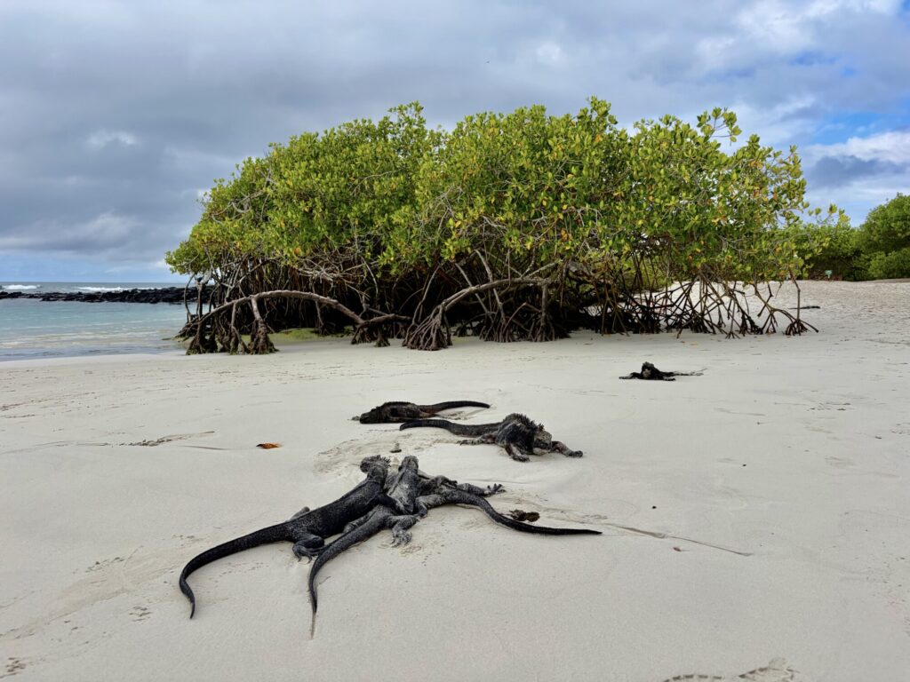multiple marine iguanas laying on white sand beach with mangrove trees